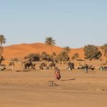 Sahara Oasis Source NOSADE